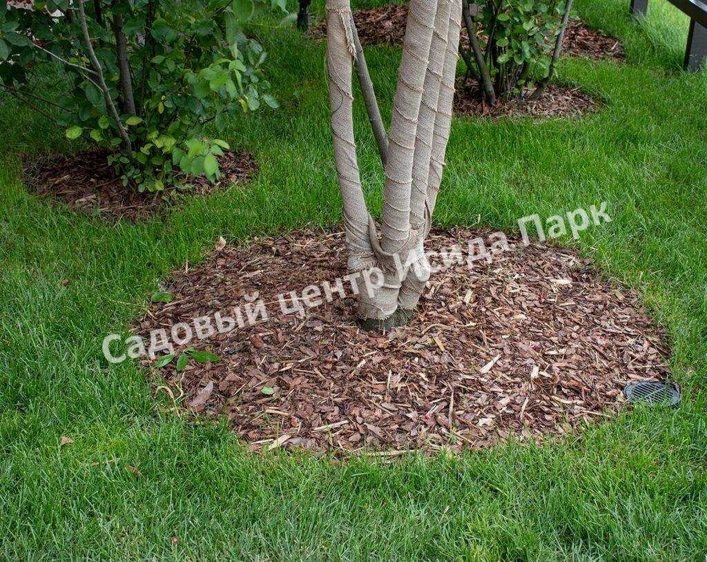 Альбиция пучкоцветковая (Albizia lophantha) Альбиция пучкоцветковая (Albizia lophantha)