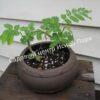 Альбиция пучкоцветковая (Albizia lophantha) 8