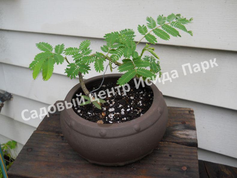 Альбиция пучкоцветковая (Albizia lophantha) Альбиция пучкоцветковая (Albizia lophantha)