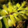 Альбиция пучкоцветковая (Albizia lophantha) 4