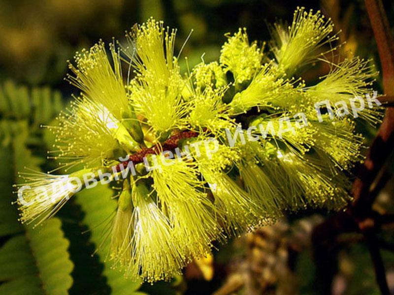 Альбиция пучкоцветковая (Albizia lophantha) Альбиция пучкоцветковая (Albizia lophantha)