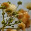 Альбиция Амара (Albizia amara) 4