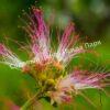 Альбиция Саман (Albizia saman) 22