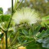 Альбиция Леббек (Albizia lebbeck) 5