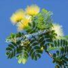 Альбиция Леббек (Albizia lebbeck) 6