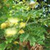 Альбиция Леббек (Albizia lebbeck) 7