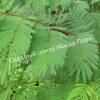 Альбиция Серповидная (Albizia falcataria moluccana) 4