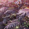 Альбиция Саммер Чоклэт Летний Шоколад (Albizia Summer Chocolate) 5