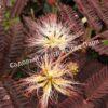 Альбиция Саммер Чоклэт Летний Шоколад (Albizia Summer Chocolate) 7