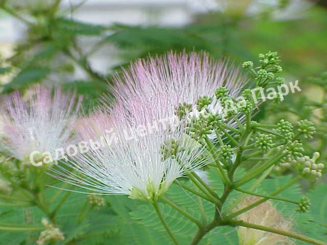 Альбиция (Albizia) Альбиция (Albizia)