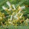 Альбиция Серповидная (Albizia falcataria moluccana) 5