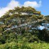 Альбиция Серповидная (Albizia falcataria moluccana) 6