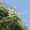 Альбиция Серповидная (Albizia falcataria moluccana) 7