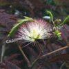 Альбиция Саммер Чоклэт Летний Шоколад (Albizia Summer Chocolate) 8