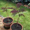Альбиция Саммер Чоклэт Летний Шоколад (Albizia Summer Chocolate) 9