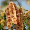 Альбиция Серповидная (Albizia falcataria moluccana) 9