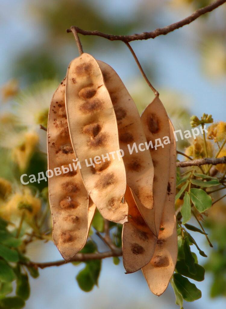 Альбиция Серповидная (Albizia falcataria moluccana)