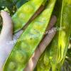 Альбиция Серповидная (Albizia falcataria moluccana) 11