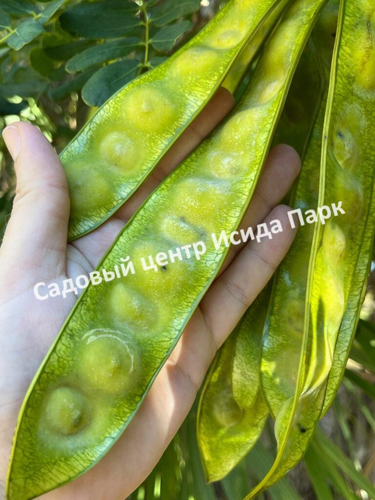 Альбиция Серповидная (Albizia falcataria moluccana)