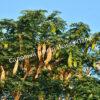 Альбиция Серповидная (Albizia falcataria moluccana) 13