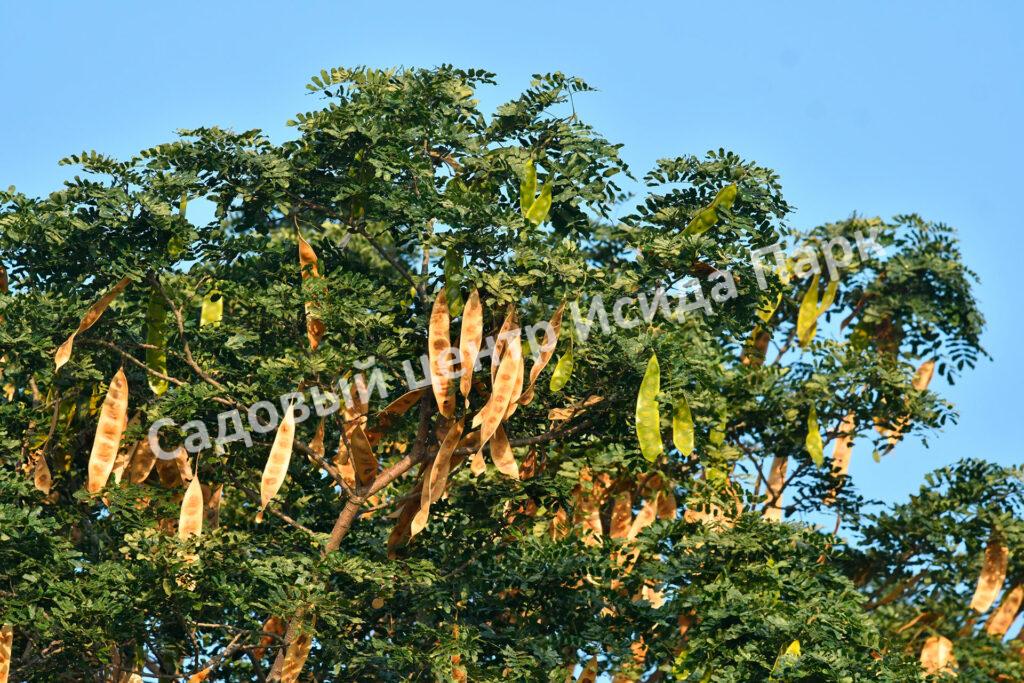 Альбиция Серповидная (Albizia falcataria moluccana)
