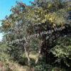Альбиция Серповидная (Albizia falcataria moluccana) 15