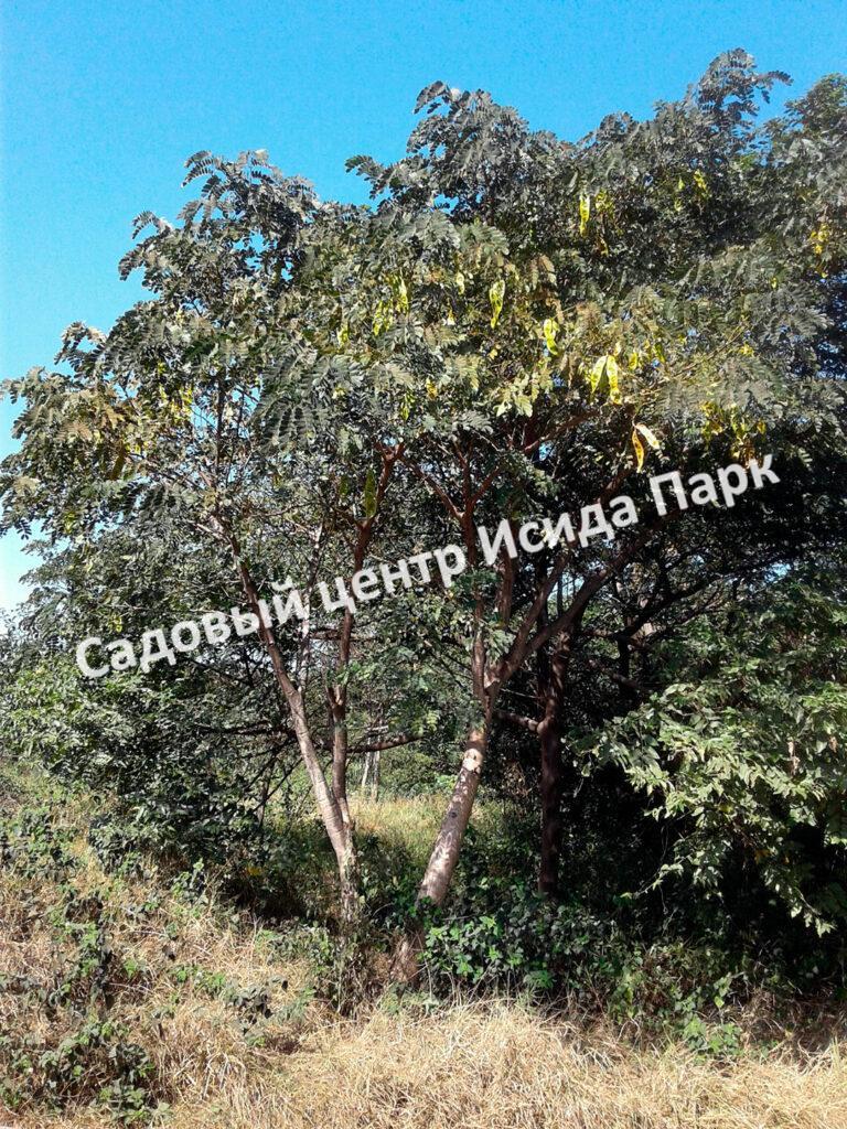 Альбиция Серповидная (Albizia falcataria moluccana)