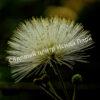 Альбиция Серповидная (Albizia falcataria moluccana) 17