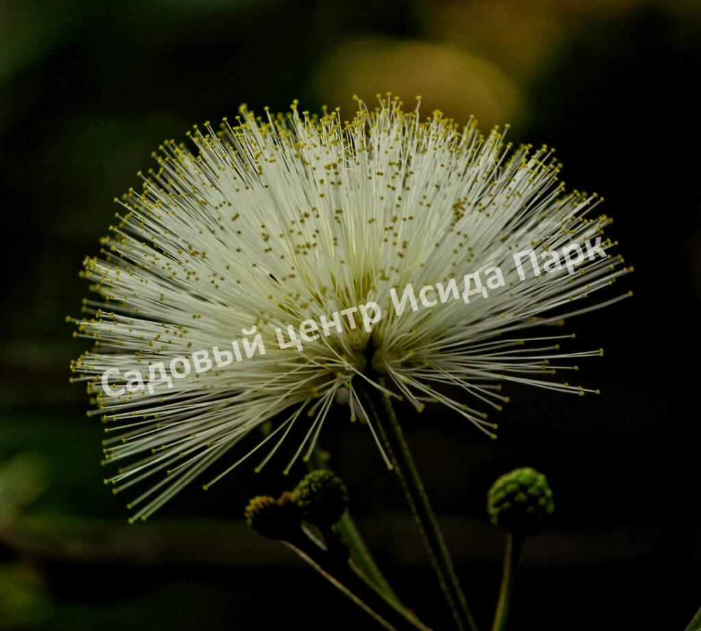 Альбиция Серповидная (Albizia falcataria moluccana)