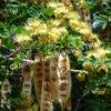 Альбиция Серповидная (Albizia falcataria moluccana) 8