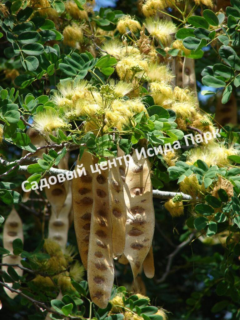 Альбиция Серповидная (Albizia falcataria moluccana)
