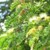 Альбиция Леббек (Albizia lebbeck) 12
