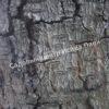 Альбиция Серповидная (Albizia falcataria moluccana) 12
