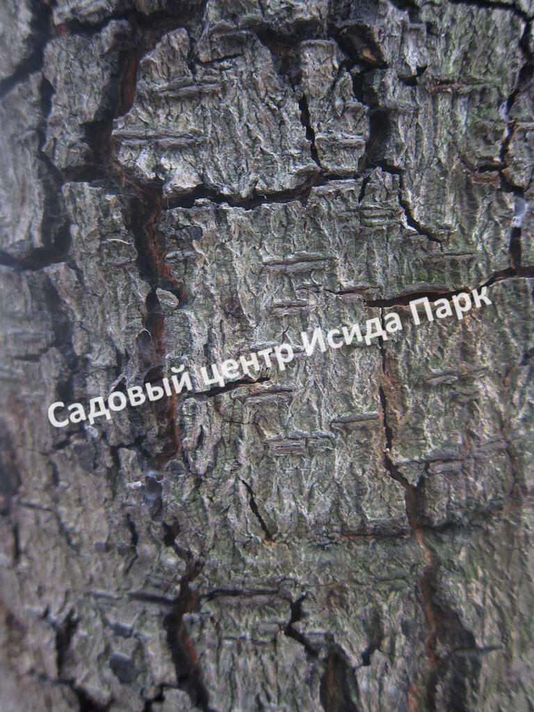 Альбиция Серповидная (Albizia falcataria moluccana)