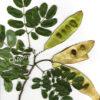 Альбиция Серповидная (Albizia falcataria moluccana) 14