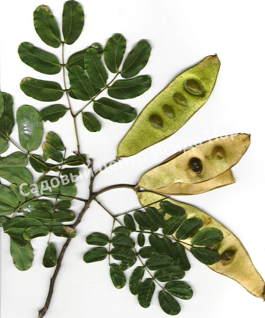 Альбиция Серповидная (Albizia falcataria moluccana)