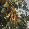 Альбиция Серповидная (Albizia falcataria moluccana) 16