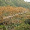 Альбиция Серповидная (Albizia falcataria moluccana) 18