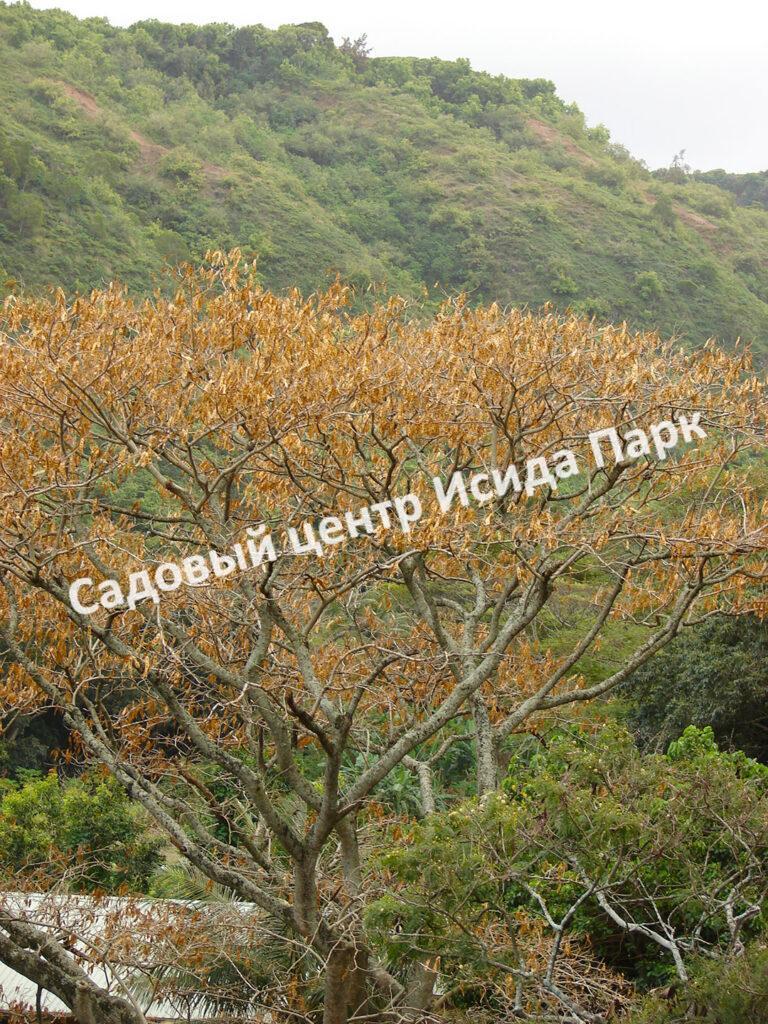 Альбиция Серповидная (Albizia falcataria moluccana)