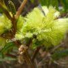 Альбиция пучкоцветковая (Albizia lophantha) 11