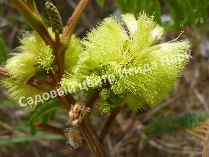 Альбиция пучкоцветковая (Albizia lophantha) Альбиция пучкоцветковая (Albizia lophantha)