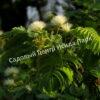 Альбиция Амара (Albizia amara) 7