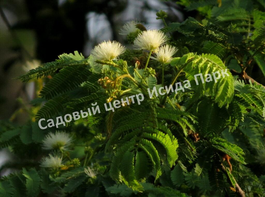 Альбиция Амара (Albizia amara)
