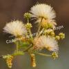 Альбиция Амара (Albizia amara) 6