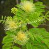 Альбиция Амара (Albizia amara) 5