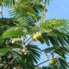 Альбиция пучкоцветковая (Albizia lophantha) 1