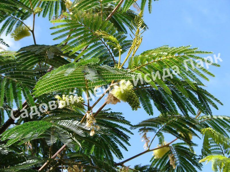 Альбиция пучкоцветковая (Albizia lophantha) Альбиция пучкоцветковая (Albizia lophantha)