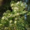 Альбиция пучкоцветковая (Albizia lophantha) 10