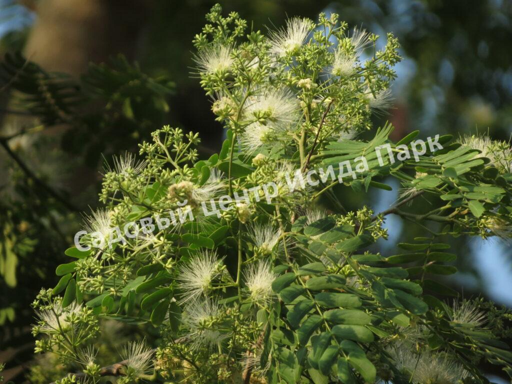 Альбиция пучкоцветковая (Albizia lophantha) Альбиция пучкоцветковая (Albizia lophantha)