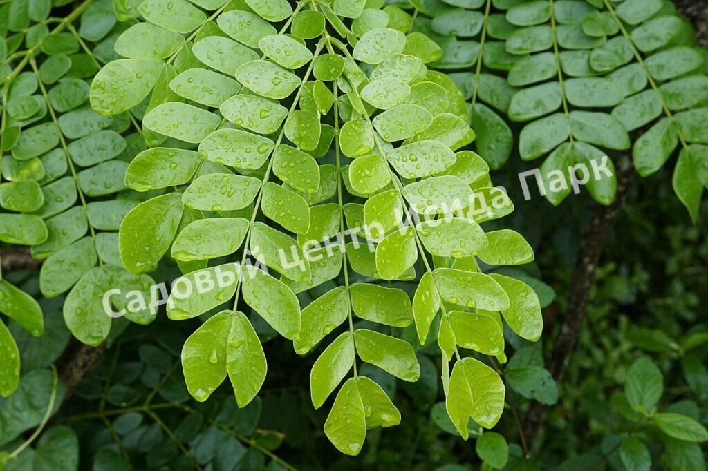 Альбиция Саман (Albizia saman)